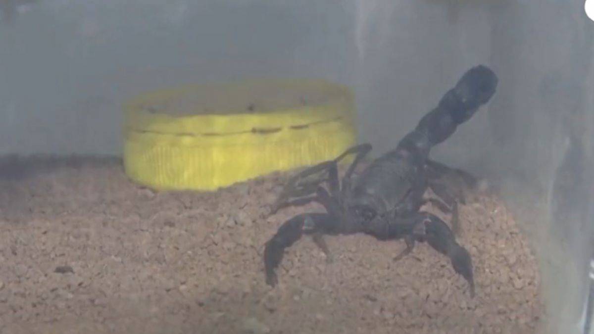 Türkiye'de tek! Şanlıurfa'da akrep çiftliği