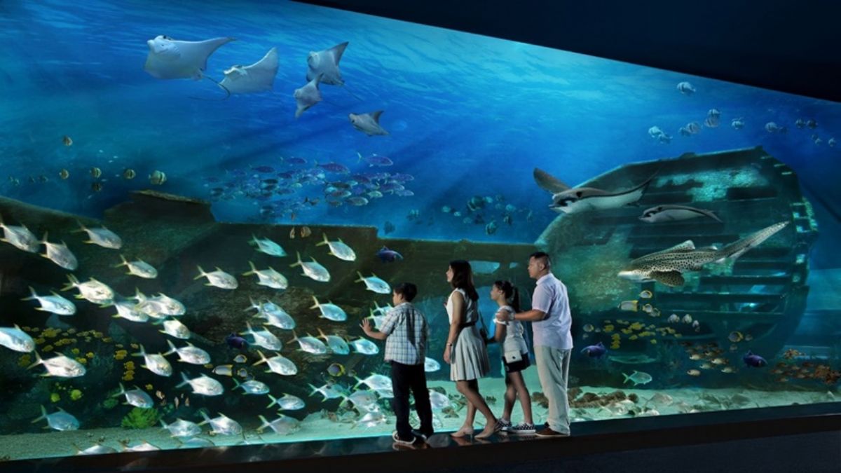 İlginç araştırma! Akvaryum izlemek tansiyona iyi geliyor