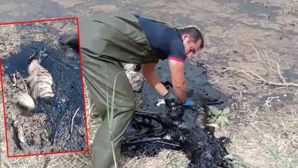 Nesli tükenme tehlikesi altındaki çizgili sırtlan Batman'da petrol atığında öldü