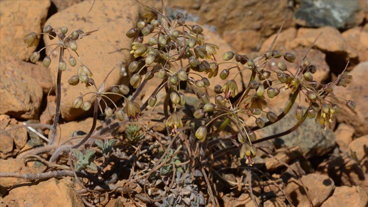 Yeni keşfedildi, 'Muğla soğanı' adı verildi