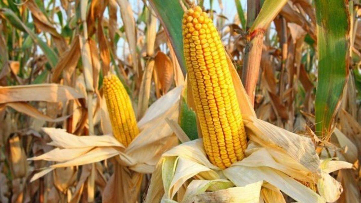 Mısır alımı fiyatları ne kadar? Cumhurbaşkanı Erdoğan 2022 mısır alım fiyatları açıkladı?