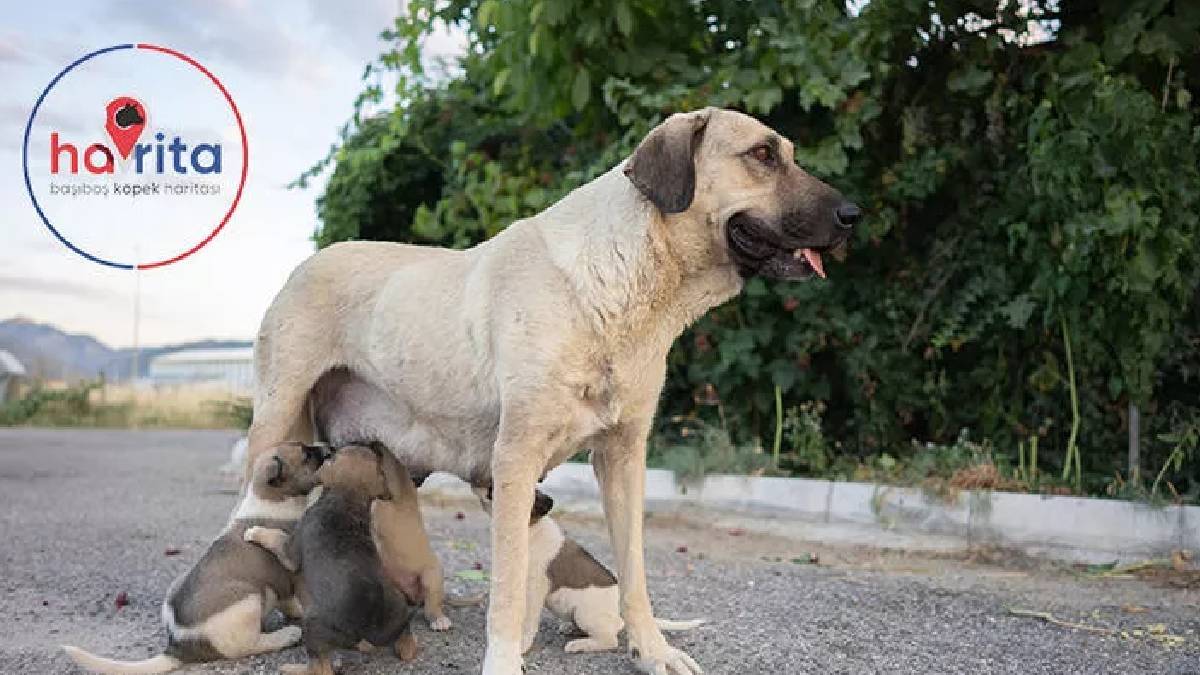 Havrita kapatıldı mı? Havrita neden kapatıldı? Havrita olayı nedir?