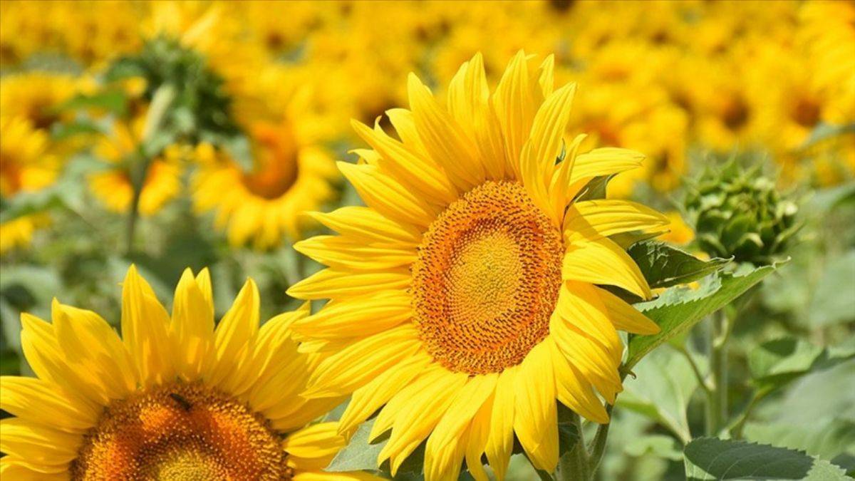 Yağlık ayçiçeğinde 'yüksek rakım' farkı