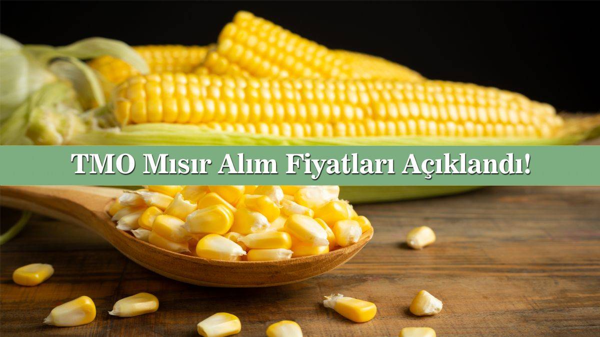 Mısır alım fiyatları | 2022 TMO mısır alım fiyatları belli oldu mu? TMO mısır alım randevu tarihi