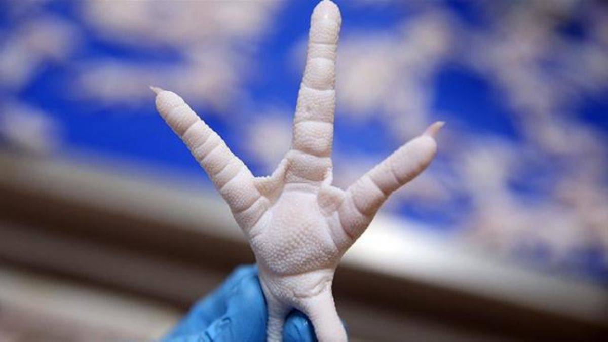 Tavuk ayağı ihracatı yüzde 139 arttı