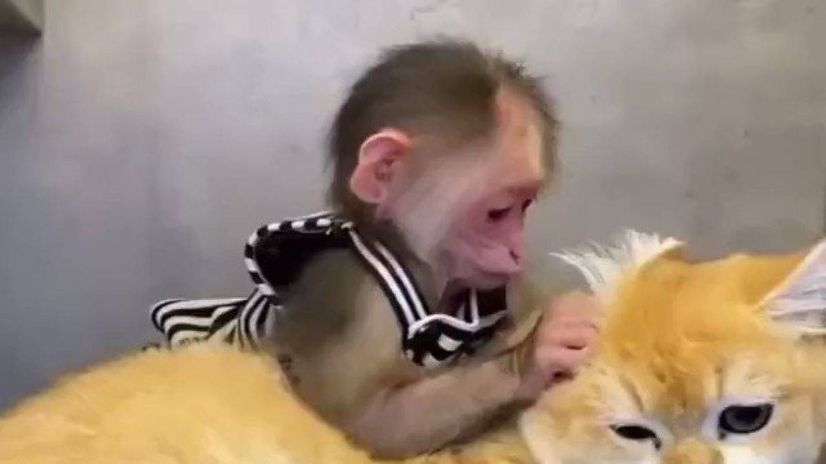 Maymun ile kedinin sevimli halleri