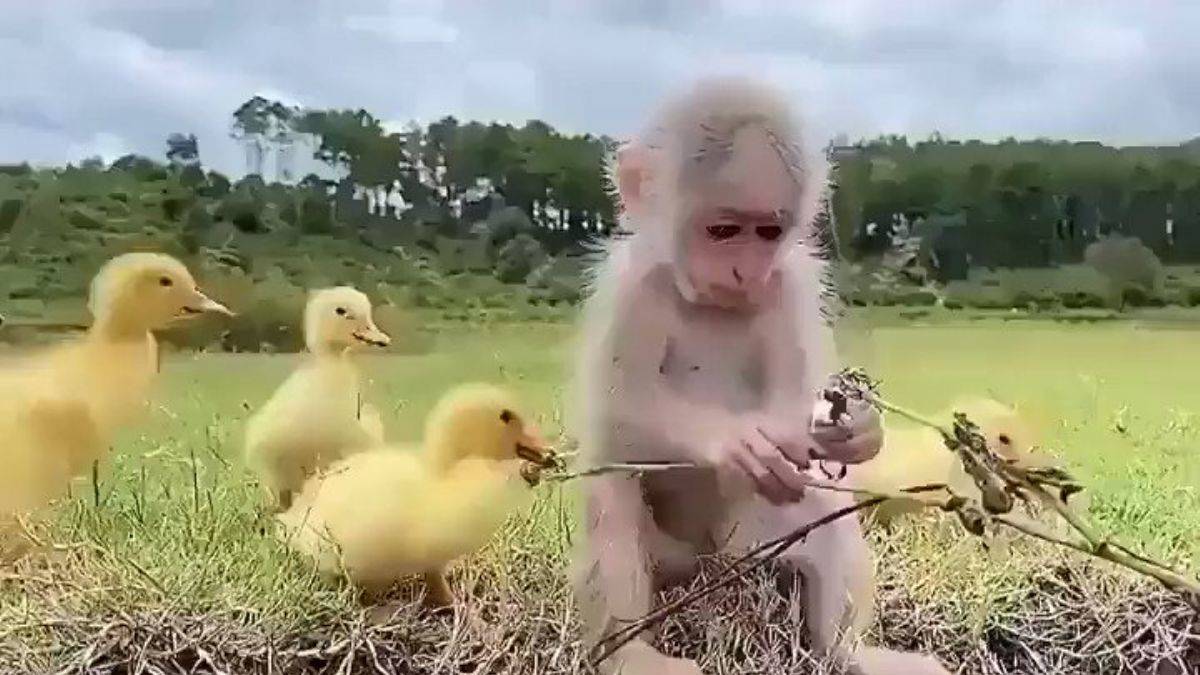 Maymunun yavru ördeklerle arkadaşlığı
