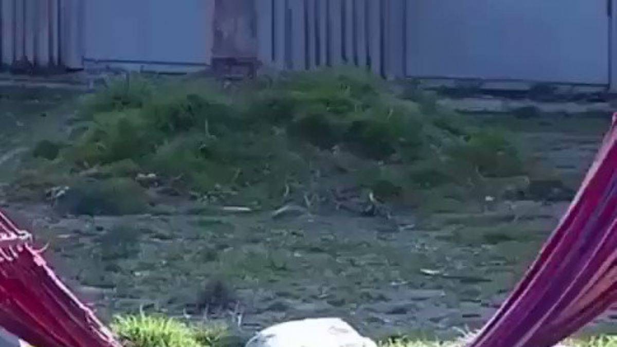 Bebek pandanın hamagla imtihanı