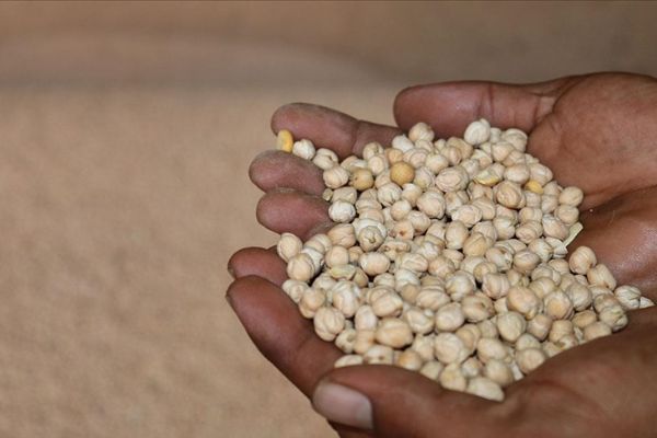 Kırşehir'de son 3 yılın en yüksek nohut verimi elde edildi