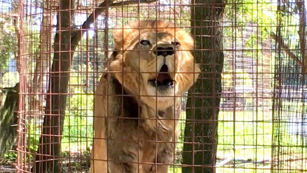 Hayvanat bahçesine zorla girdi, cesedi çıktı