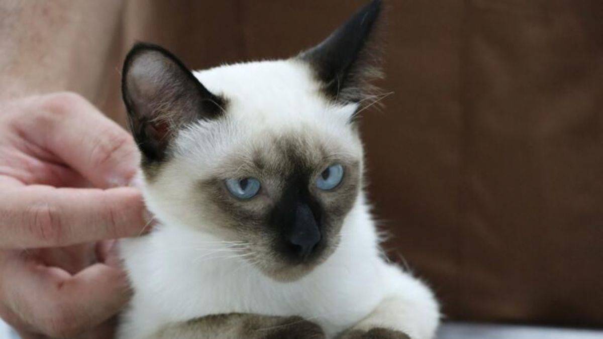 Dünyada ikinci vaka! Kardeşi kuyruğuna yapışık doğdu