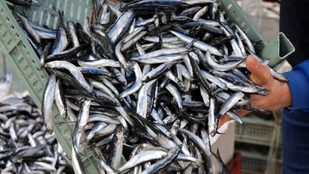 Hamsi çıktı mı? Hamsi, palamut fiyatı ne kadar 2022? 1 kilo hamsi kaç lira? Pazarda, markette, halde balık hamsi, istavrit ne kadar?