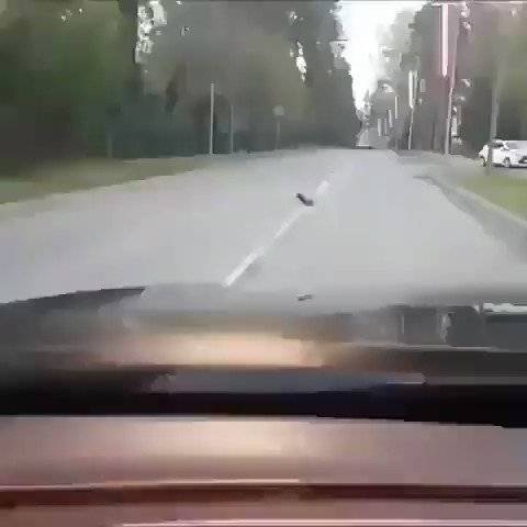 Karganın kirpiyi yolda karşıdan karşıya geçirme çabası