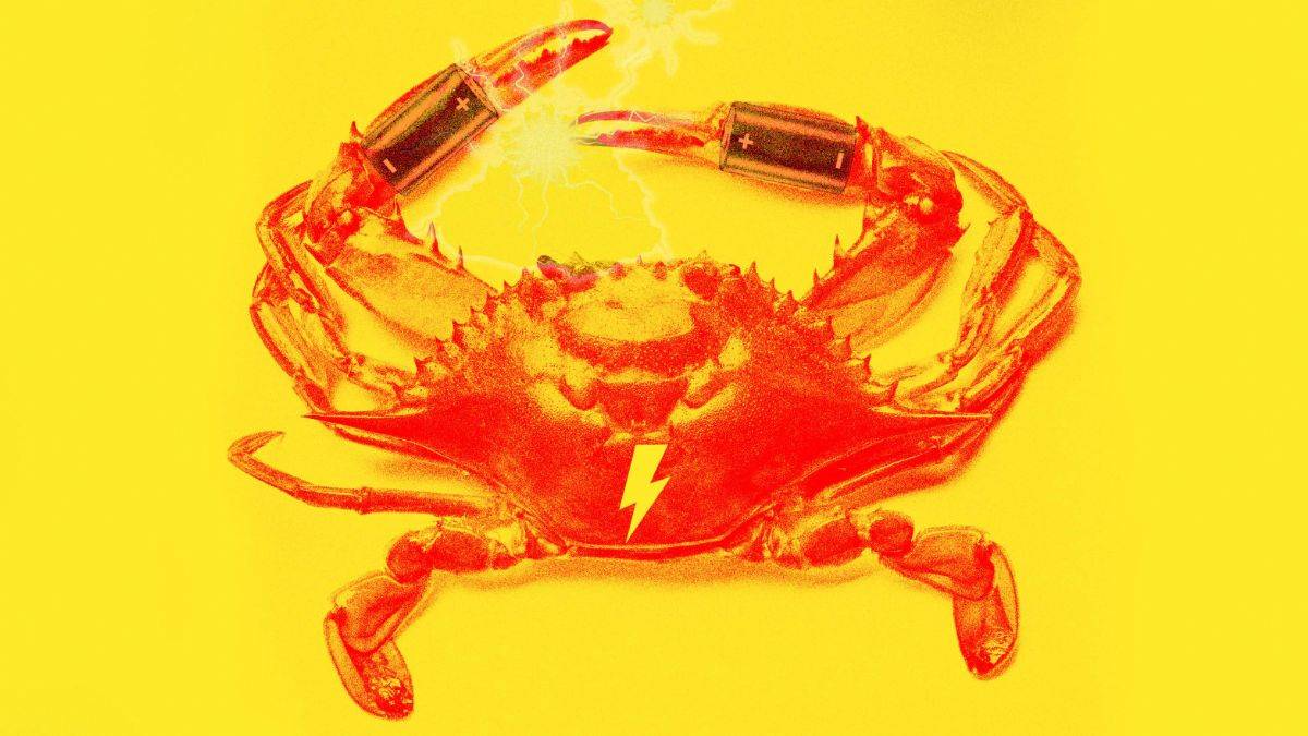 Yengeç kabuğundan pil üretildi