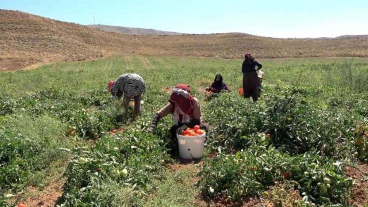 Mülteciler olmasa 4 TL’ye verdiğimiz domatesi 6 TL’ye veririz