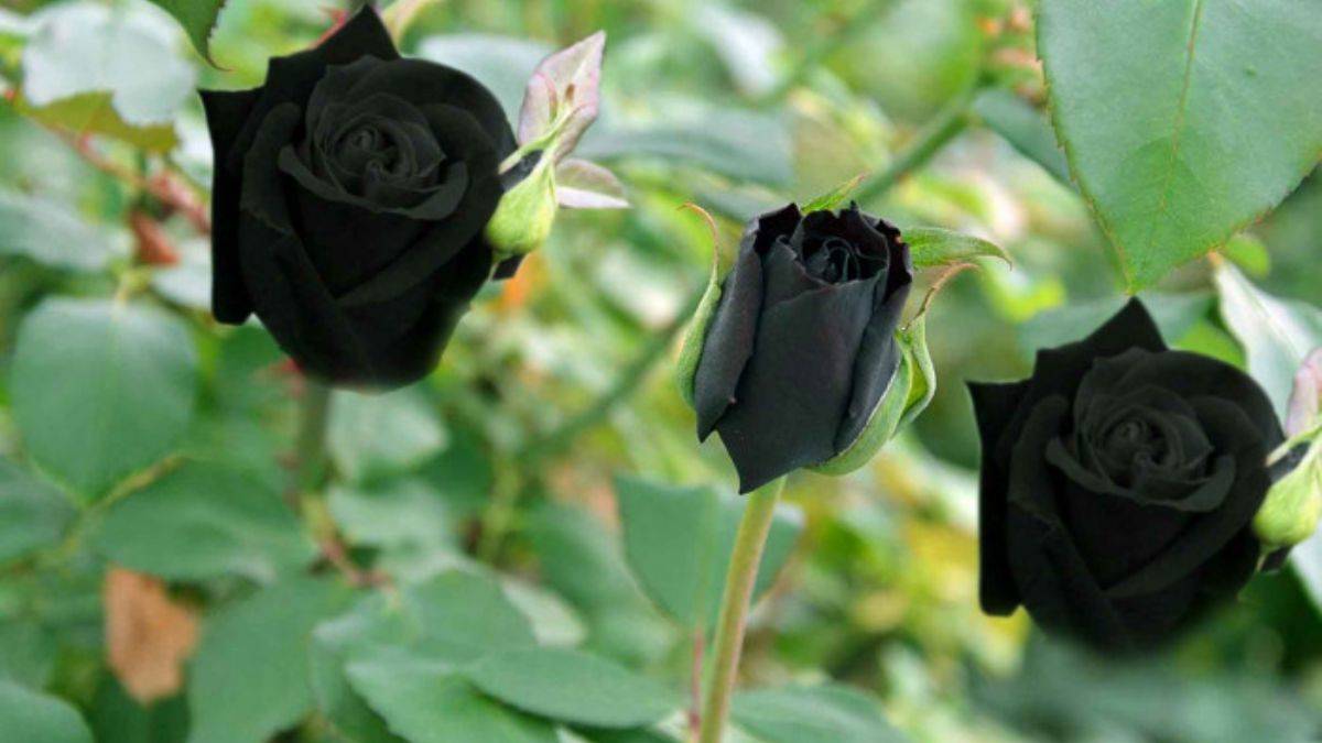 Şanlıurfa'da yetişen karagül, cilde, gözaltı morluklarına ve şişliklere iyi geliyor