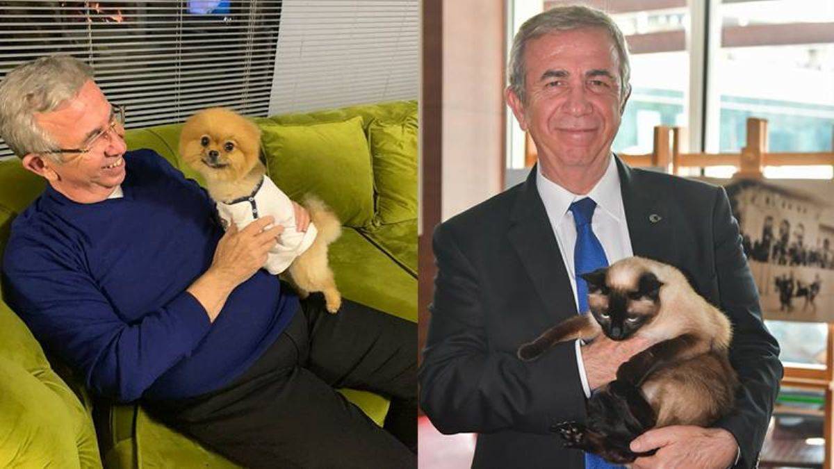 Mansur Yavaş:  Sokak hayvanları popülasyonunu kontrol altına alacağız