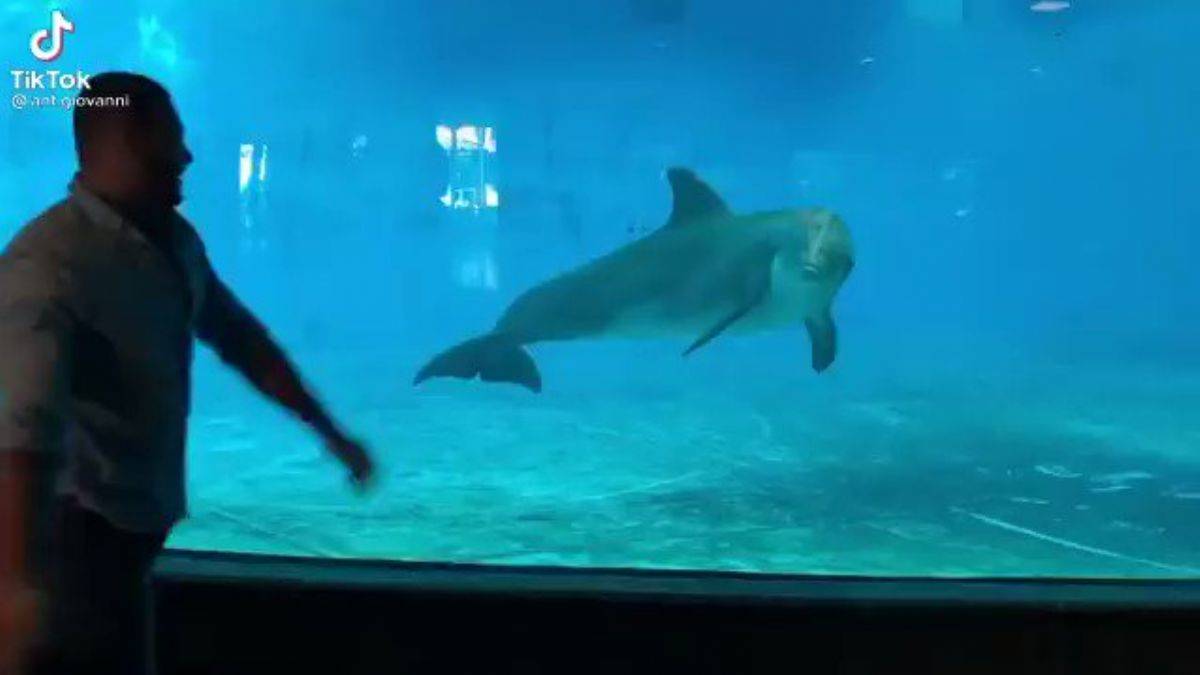 Adam ve yunus balığı birlikte çember yapıyor