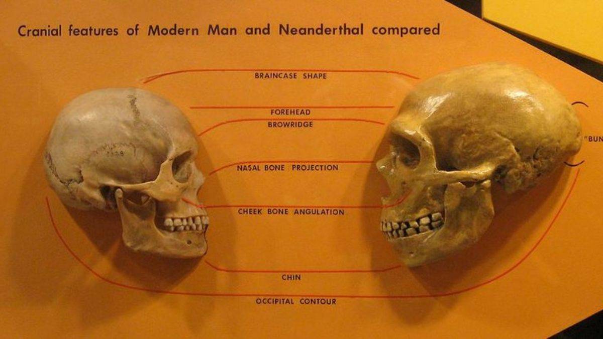İlk kanıt ortaya çıktı; neandertal beyni nasıl çalışıyor?