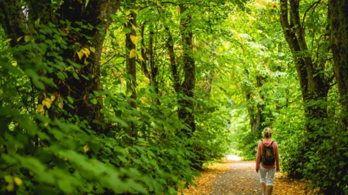 Sadece 1 saatinizi ayırın ve farkı görün: Yeni araştırma, 'doğaya çıkın' diyor!