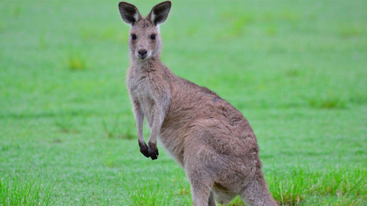 86 yıl sonra dehşet! Kanguru, kendisini elleriyle besleyen sahibini öldürdü