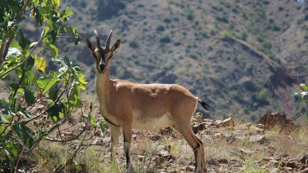 Yaban keçisini vurdu, 254 bin lirasından oldu!