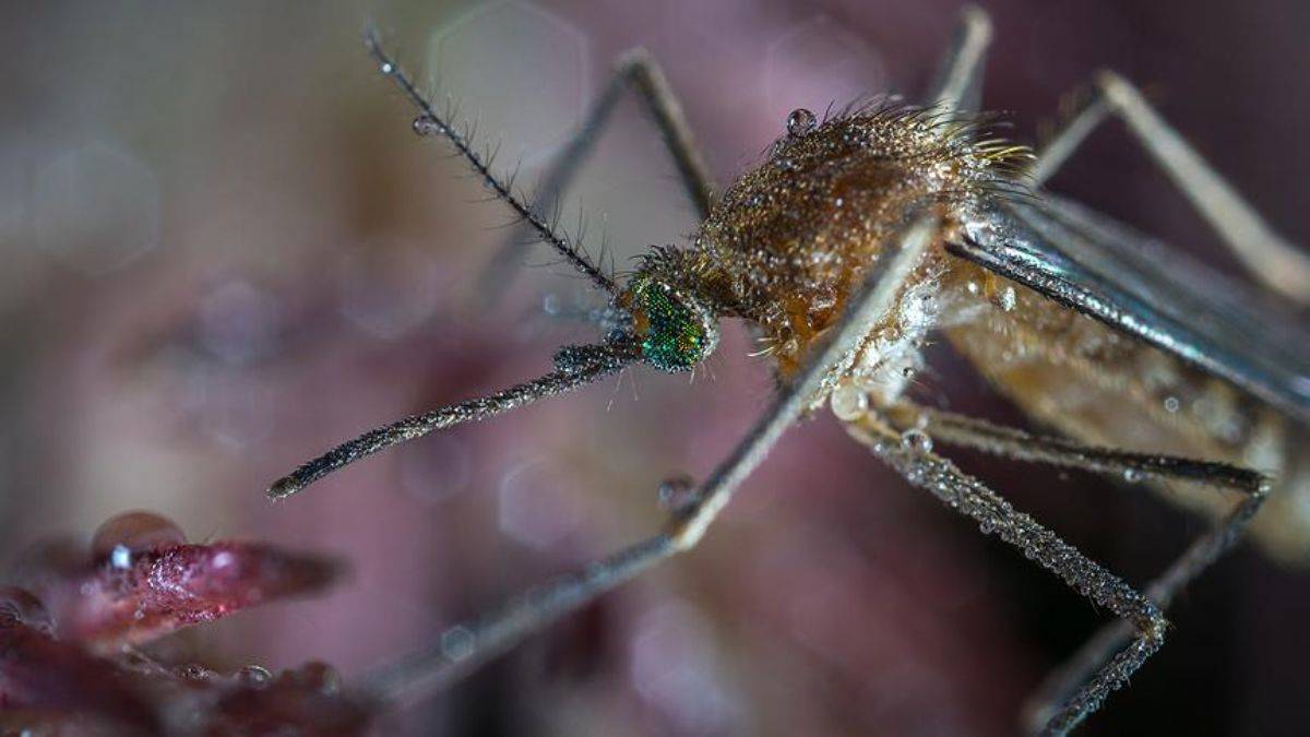 Bakanlıktan sivrisinekten korunma rehberi (Sivrisinekten nasıl korunulur?)