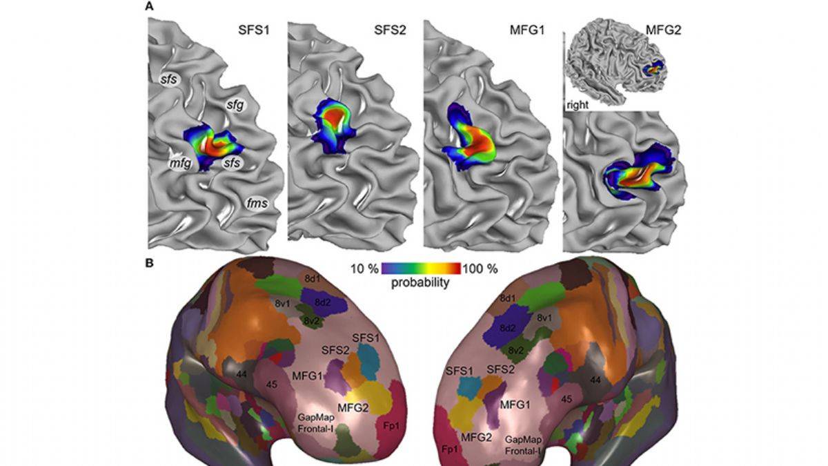 Bilim insanları, beyinde 4 yeni alan keşfetti