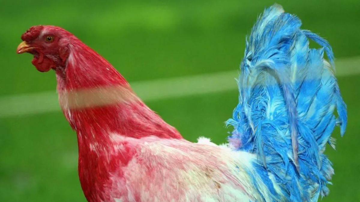 'Horoz ülkesi' Fransa’yı tavuk kıtlığı vurdu!