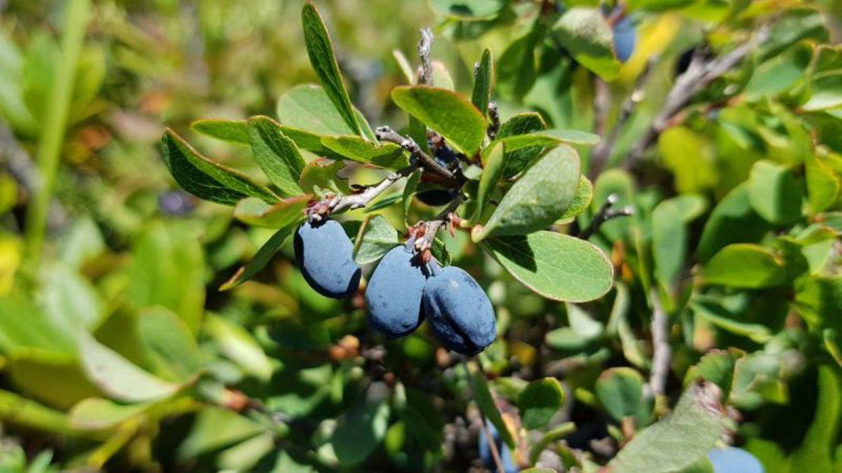 Karamuk bitkisi nedir, faydaları nelerdir? Karamuk bitkisi nerede yetişir, nasıl tüketilir? Karamuk bitkisi faydaları ve zararları I Karamuk bitkisi neye iyi geliyor?