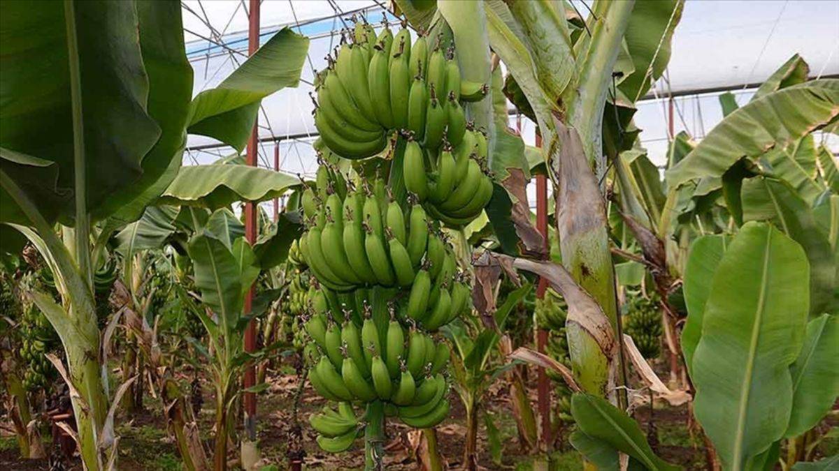 Çalışmalar sonuç verdi: Türkiye'nin muz üretimi 5 yılda yüzde 139,4 arttı