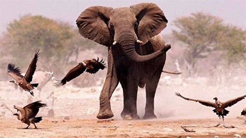 TRT Belgeselleri Neler? Bugün Hangi Belgesel Var?