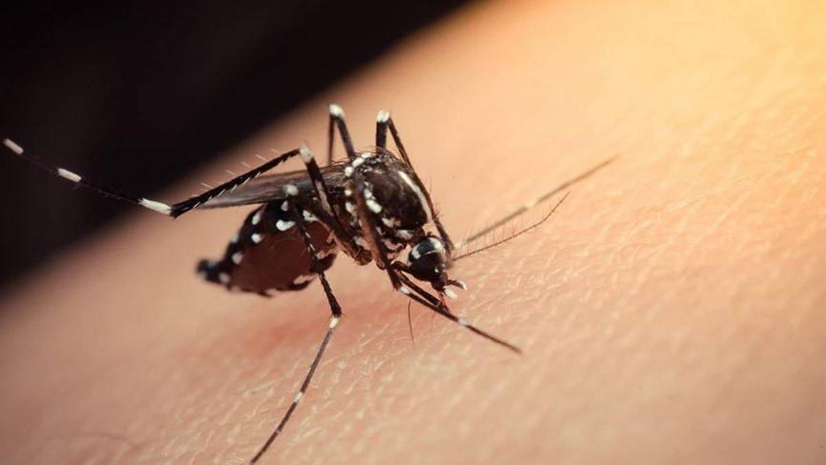 Aedes cinsi sivrisineklere karşı mücadele