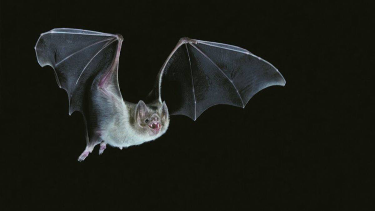 Korkulan oldu! Yarasalarda tüm aşılara dirençli yeni koronavirüs tespit edildi!