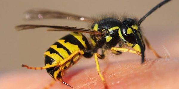 Arı Sokmasına Ne İyi Gelir, Belirtileri Neler?