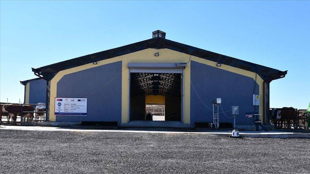 Köyüne döndü, günlük 600 litre süt üretiyor