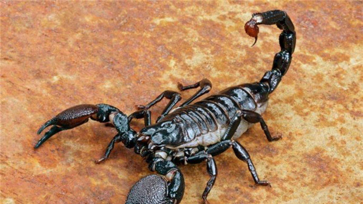 Akrep zehriyle meme kanseri tedavi edilecek
