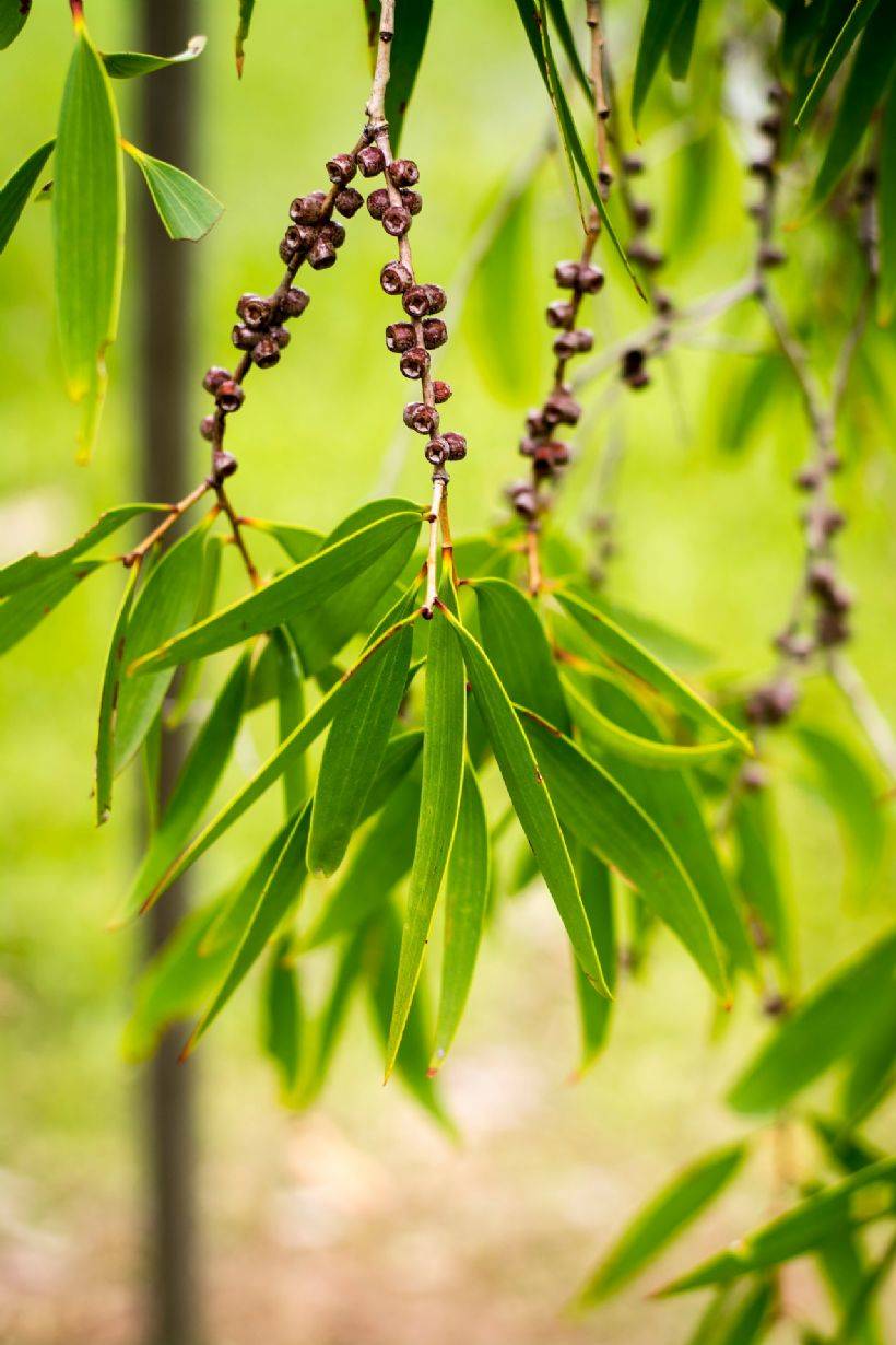 Çay Ağacı Yağı Nedir? Faydaları Nelerdir?