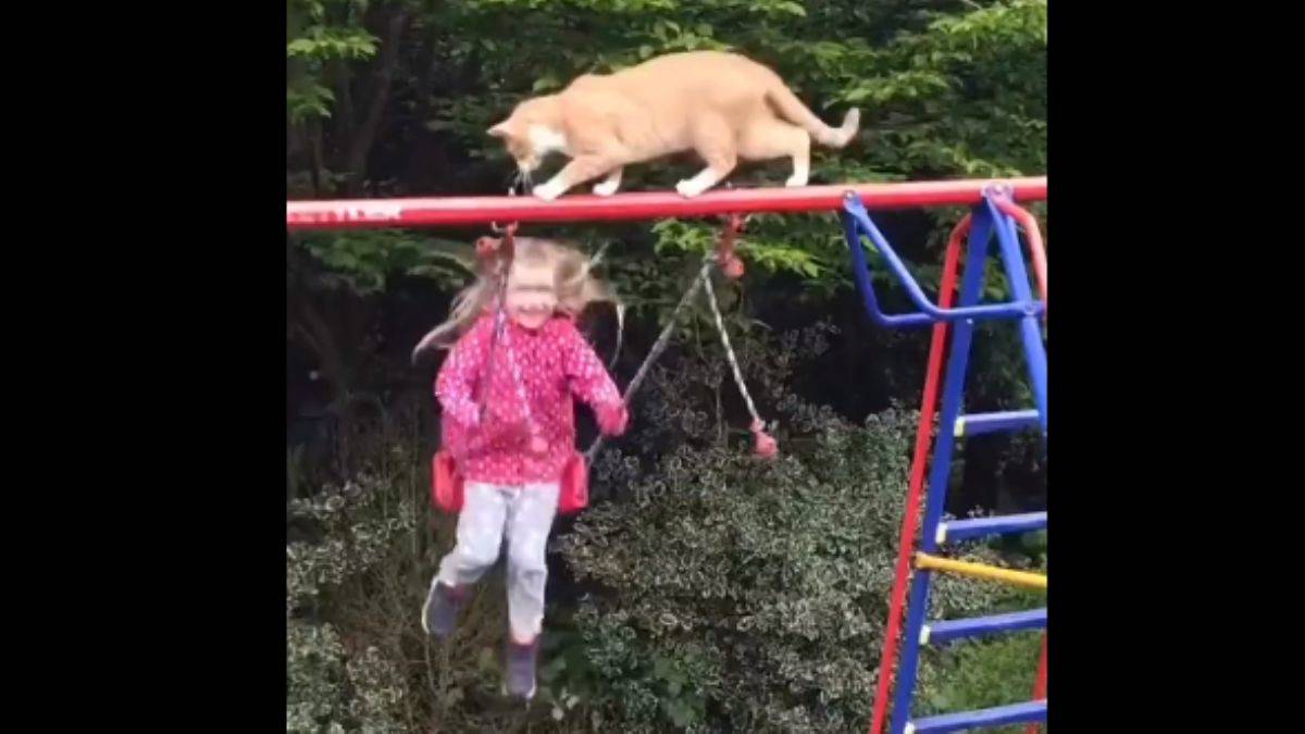 Kedi çocuğu salıncaktan düşürdü