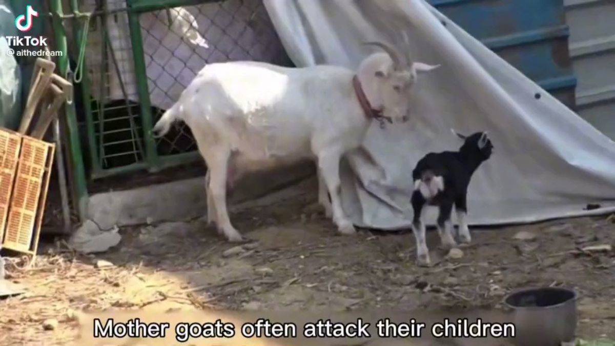 Annesi tarafından dışlanan keçi yavrusu