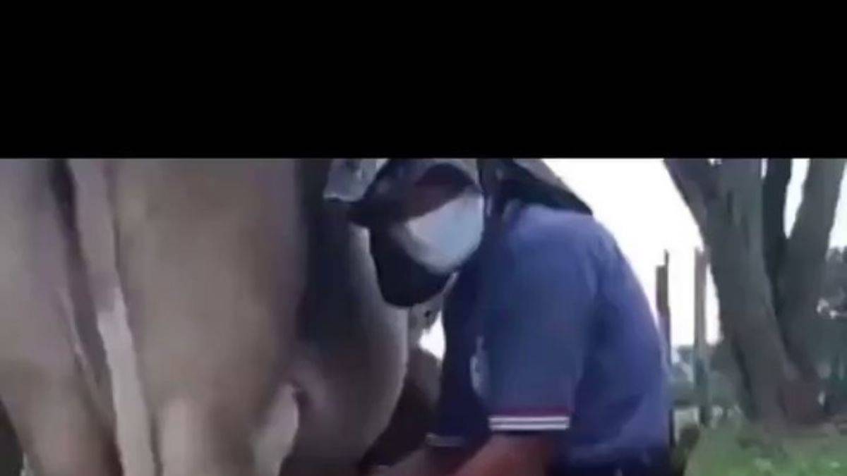 Sabırla bekleyip kibarca taze süt isteyen bir kedi