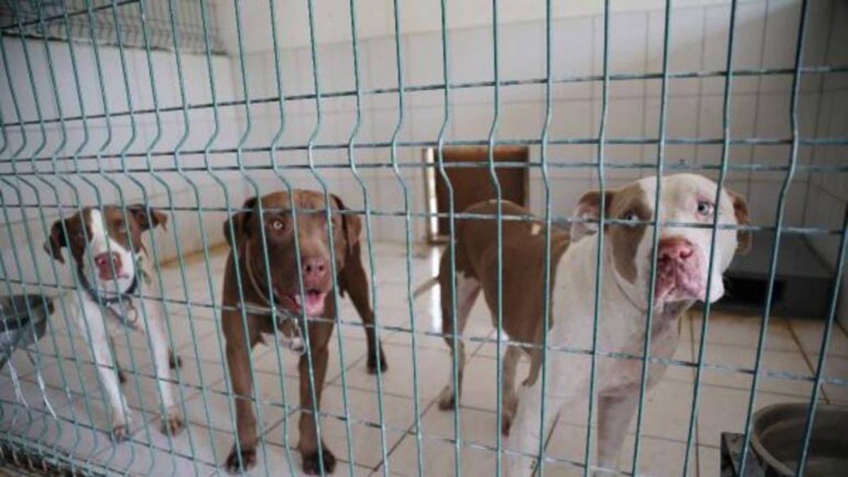 Belediyenin Kedi Evi'ne giren 3 pitbull, 12 kediyi öldürdü