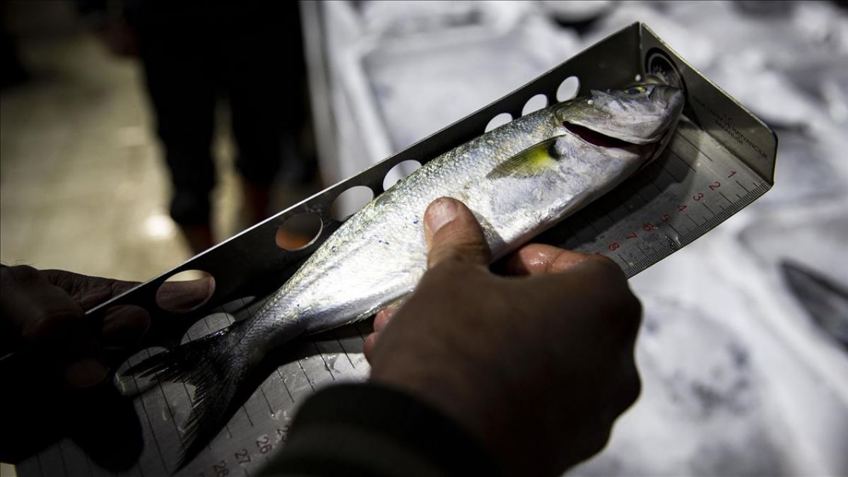 Balıkçılara '18 cm' denetimi
