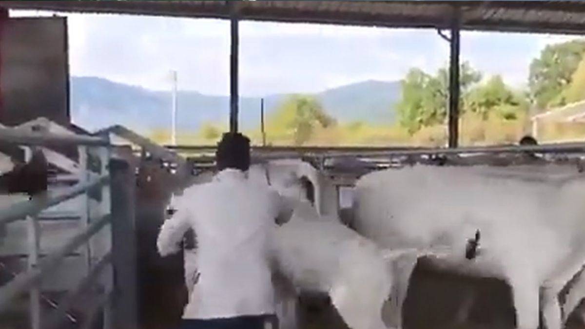 Annesine vuran adamı yere seren buzağı