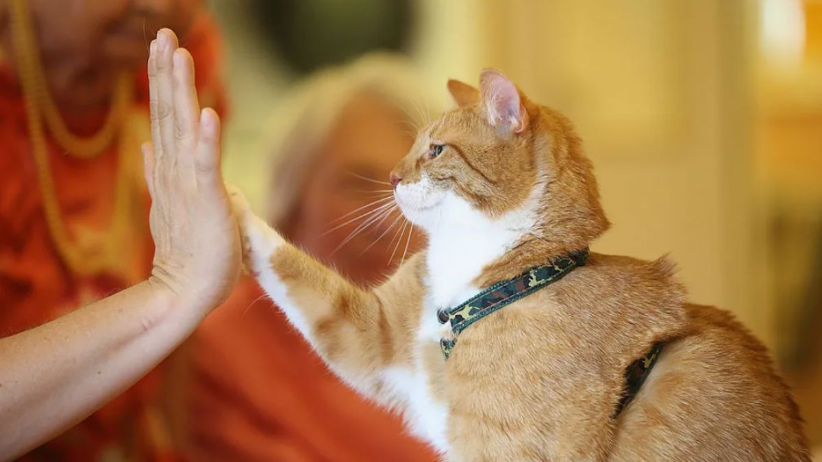 Kedilerin iyileştirici görevi