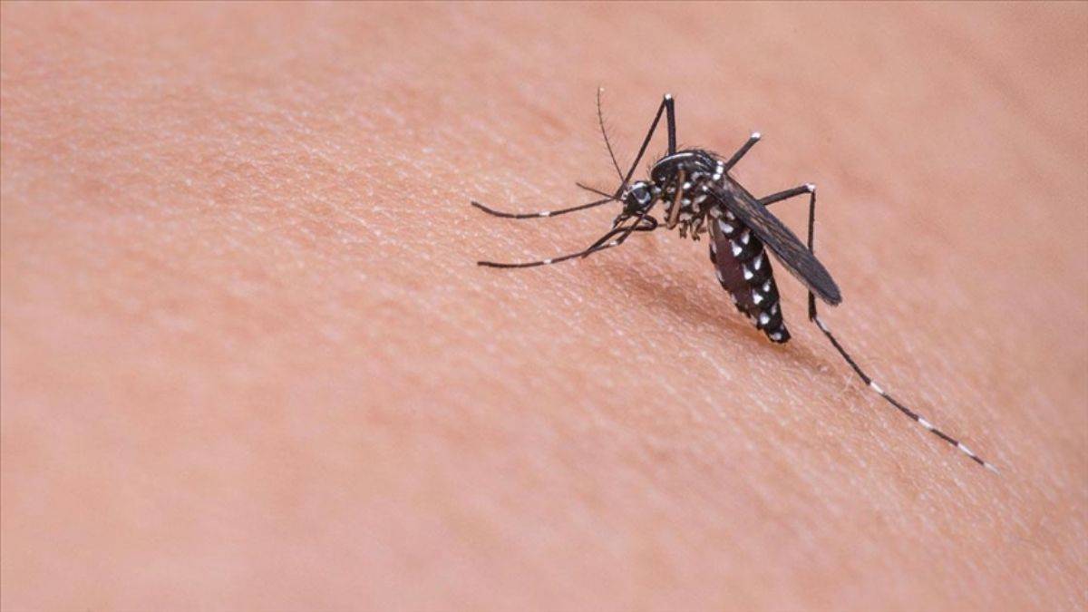 Sıra dışı yöntem: Aşıyı sivrisinekler yapacak