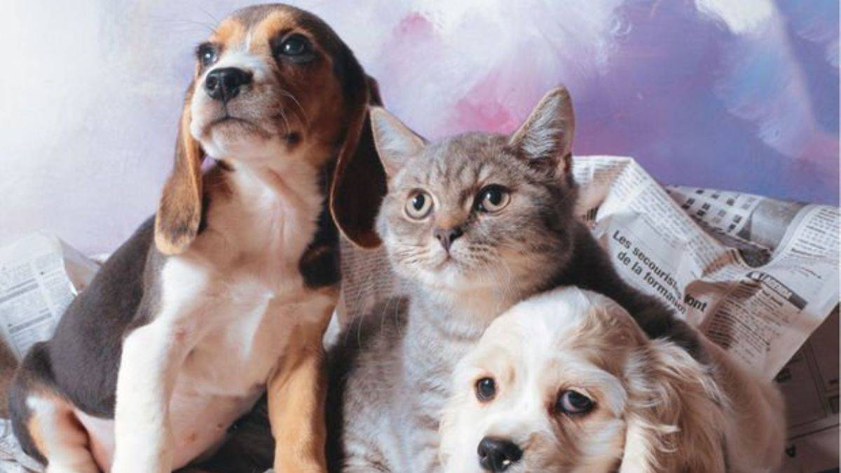 Evcil hayvanlar toplu taşımada yolculuk yapabiliyor mu? Hangi hayvanlar toplu ulaşıma binebilir? Metro, metrobüs, otobüs, vapura kedi, köpek, kuş binebiliyor mu?