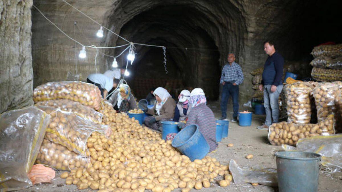 Patatesleri mağaralarda depoluyorlar