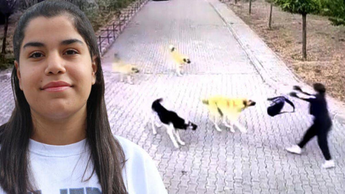 10 köpek birden saldırdı, okul çantası ile kurtuldu