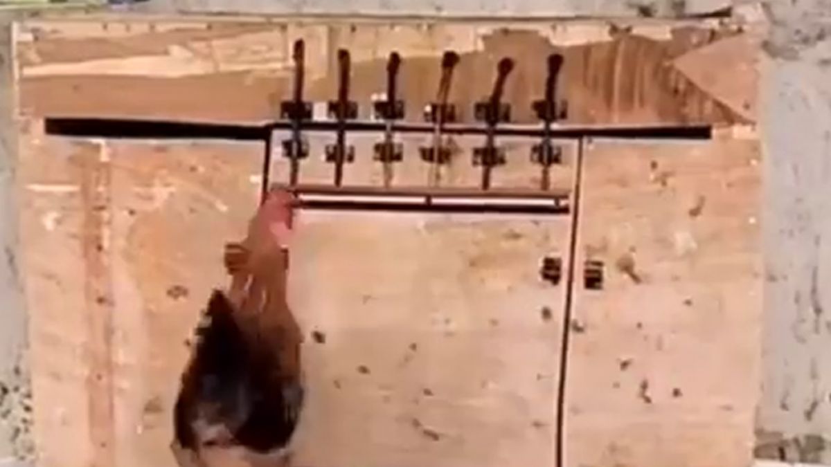 Tavuk ve horozun şaşırtan dayanışması!